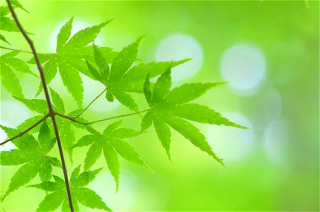 Maple Green Leaves