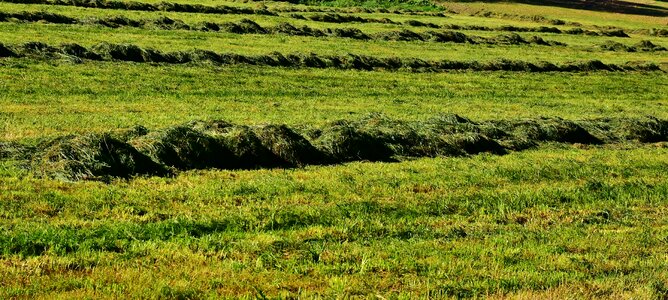 Hay nature landscape