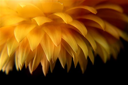 Yellow Petals Flower