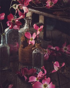 Bottles Flower photo