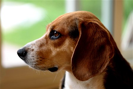 Beagle Dog Animal photo
