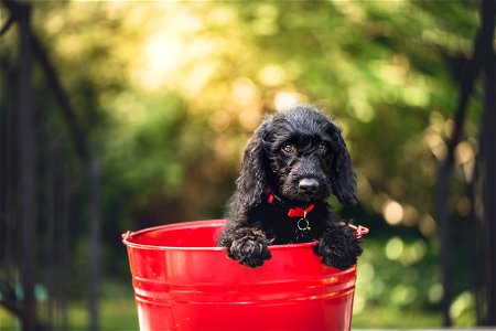 Pupy Dog Bucket photo