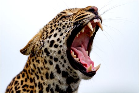 Leopard Animal photo