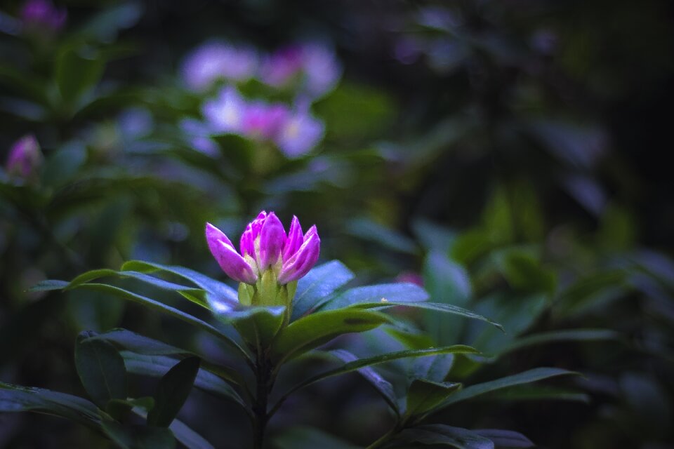 Garden petals nature