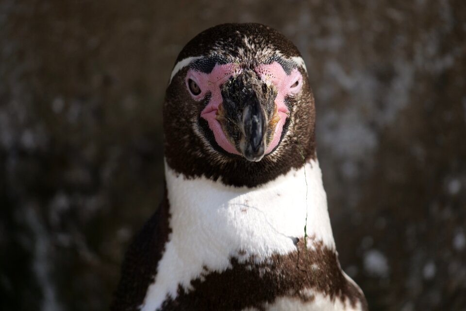 Head donkey penguin animal portrait