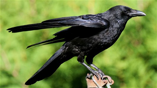 Crow Bird photo