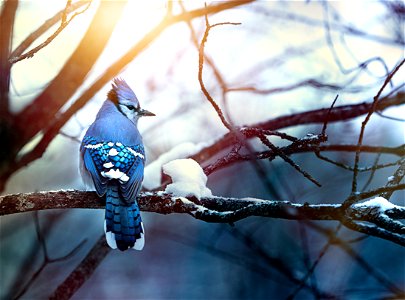 Blue Jay Bird photo