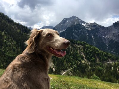 Dog weimaraner landscape
