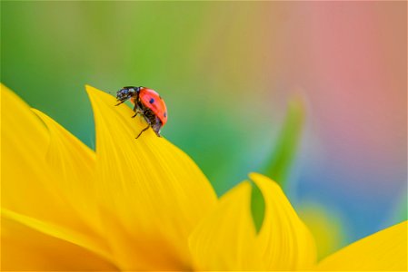 Ladybird Ladybug Insect photo