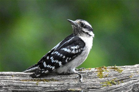 Downy Woodpecker Bird