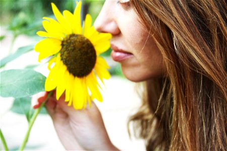 Girl Smell Sunflower photo