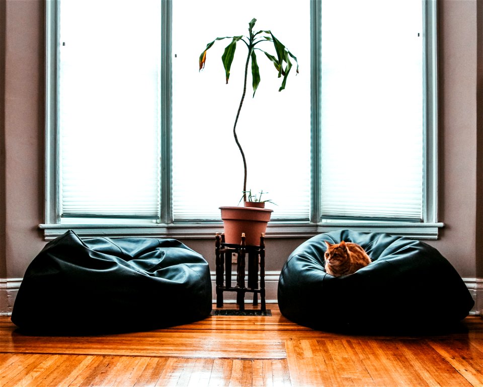 Window Plant Cat photo
