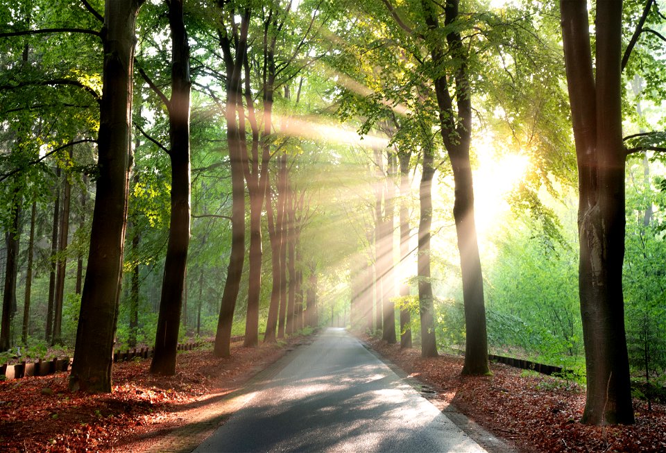 Avenue Sunbeam Trees