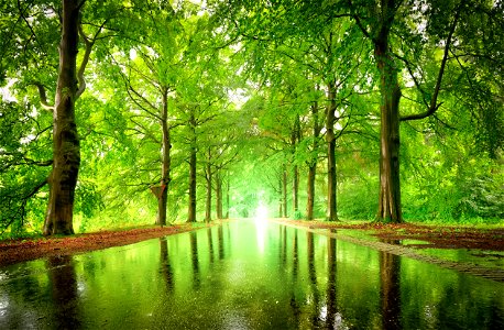 Avenue Trees