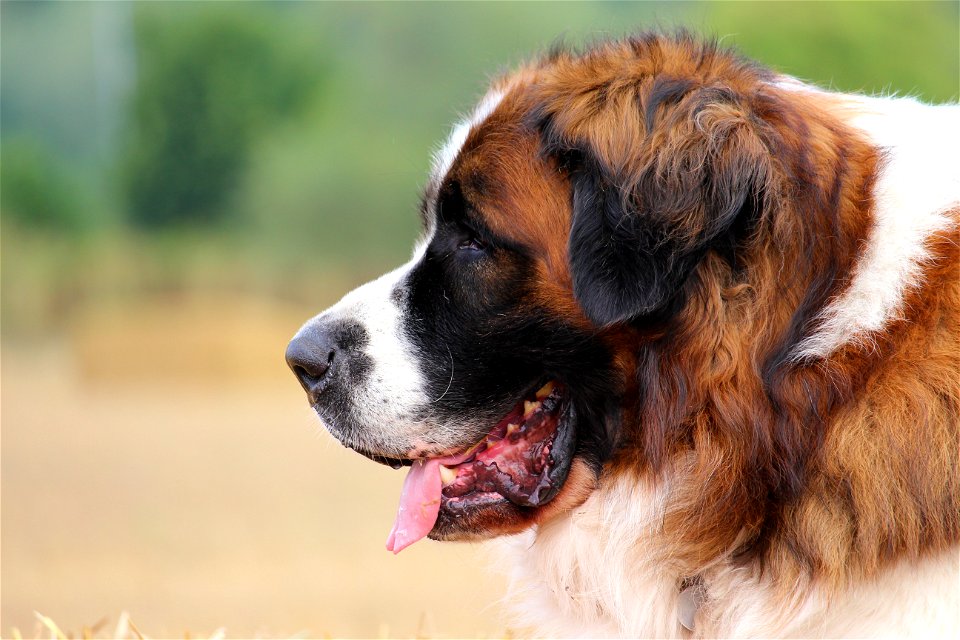 Mascowan Gardian Mastiff