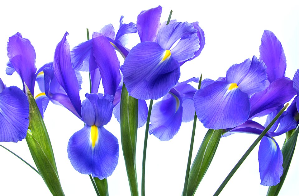 Dutch Iris Flower photo