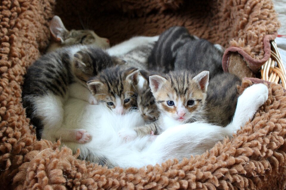 Animal mammal domestic cat