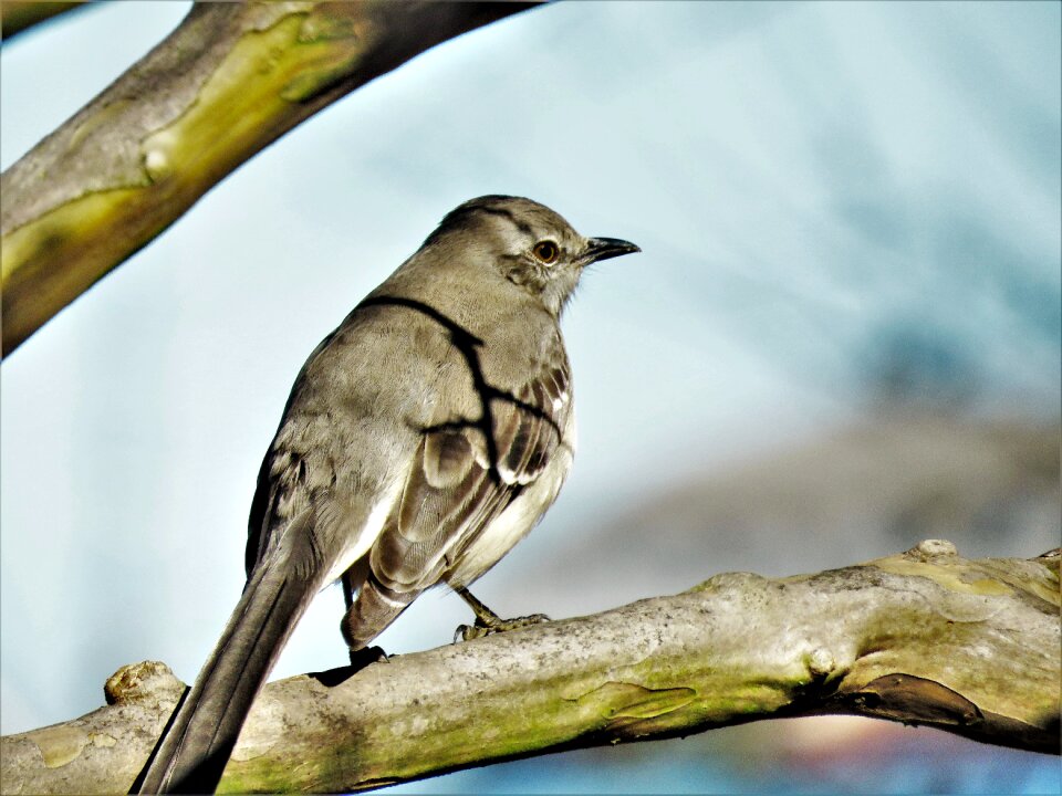 Wildlife tree gray and white