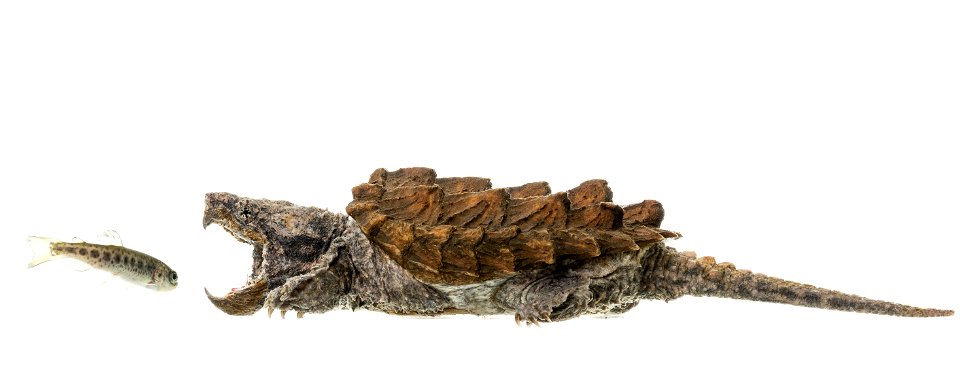 Alligator Snapping Turtle photo