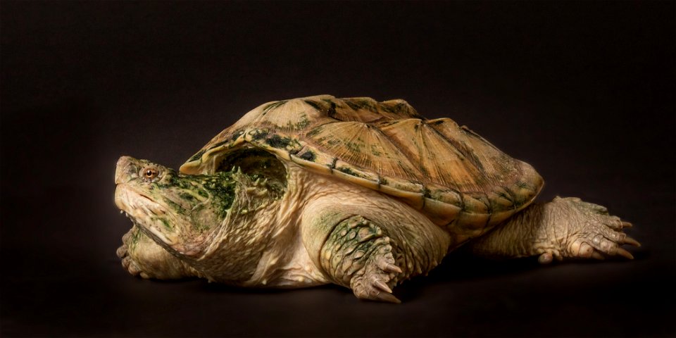 Common Snapping Turtle