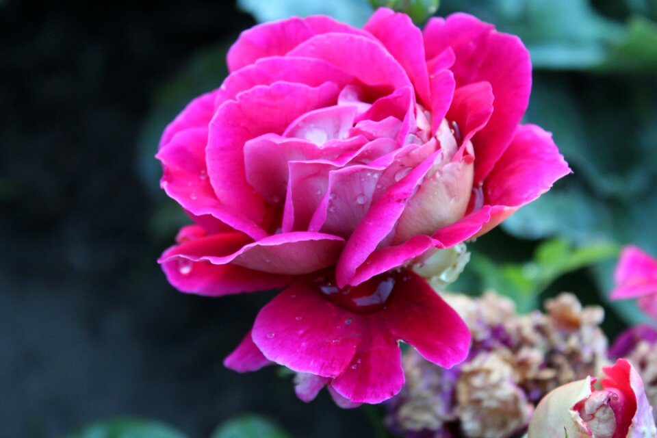 Summer pink a drop of