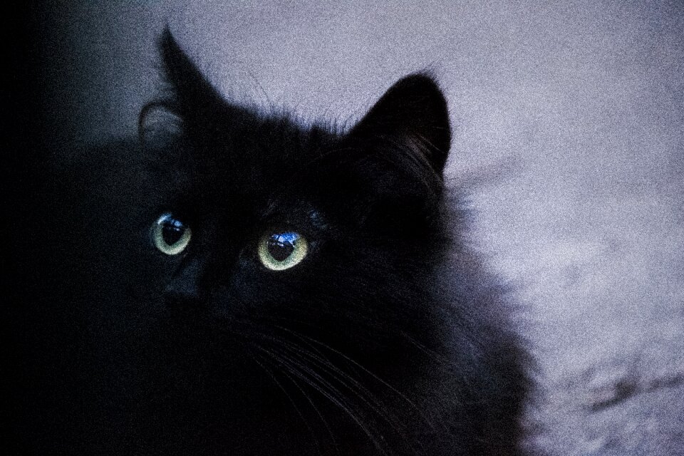 Black feline animal photo