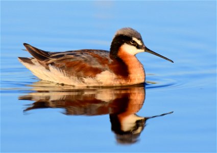 Wilsons Phalarope Bird photo