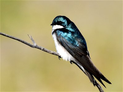 Tree Swallow Bird photo