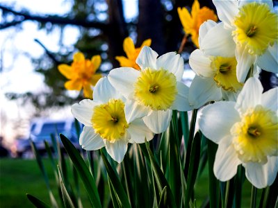 Narcissus Flower photo