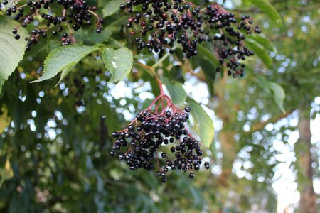 Summer fruit season
