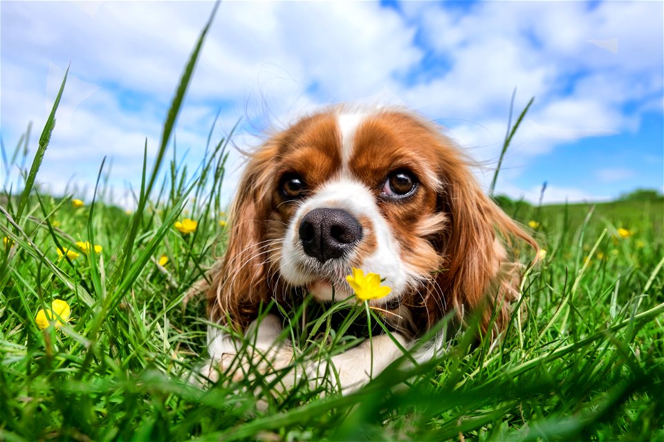 Cavalier King Charles Spaniel