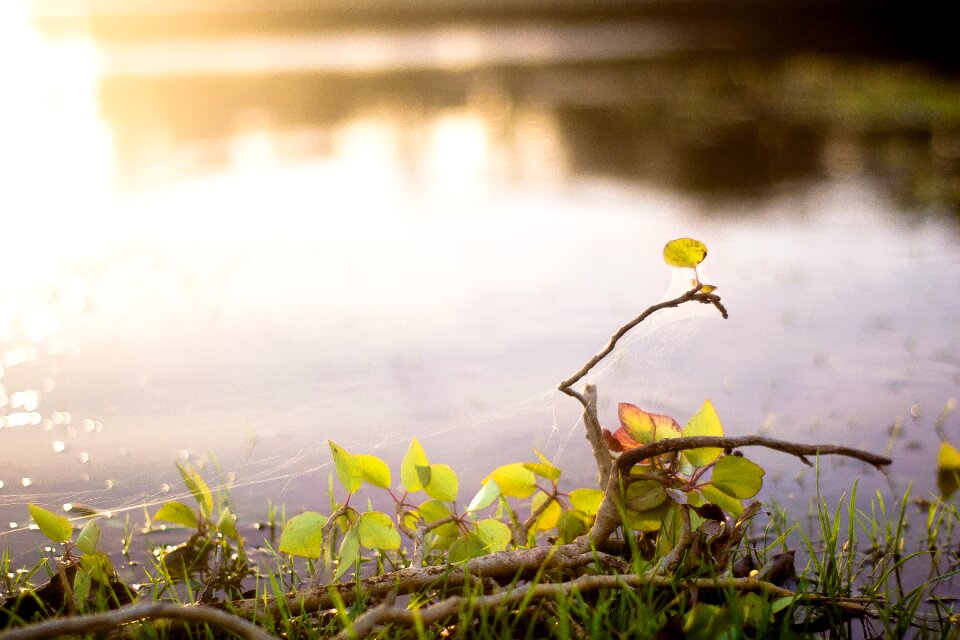 Sun water nature
