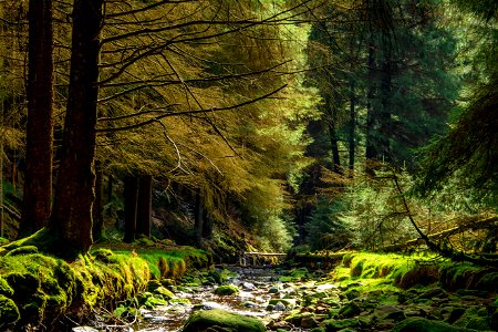 Forest River