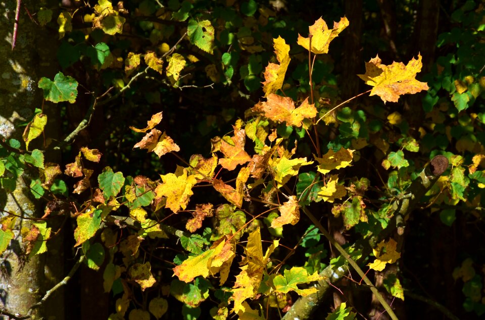 Light mood autumn