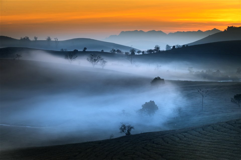 Tea Field Fog Sunrise