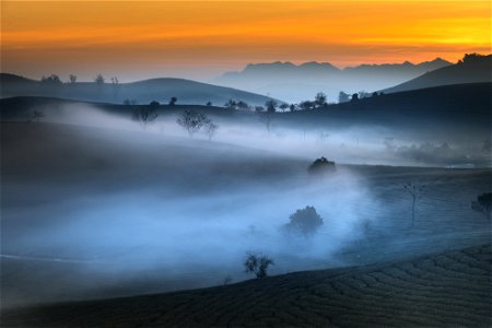 Tea Field Fog Sunrise