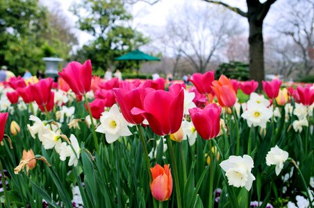 Daffodils botanical gardens