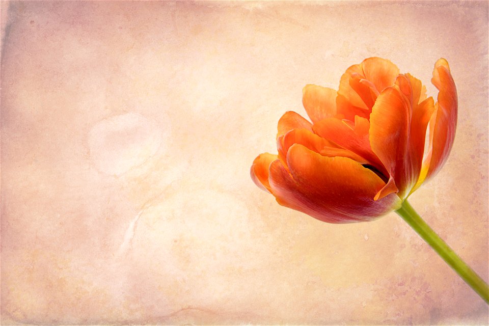Tulip Flower Background