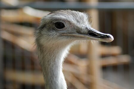 Emu zoo flightless bird photo