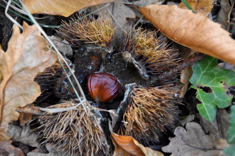 Chestnut forest nature
