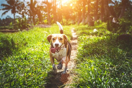 Beagle Dog Animal photo