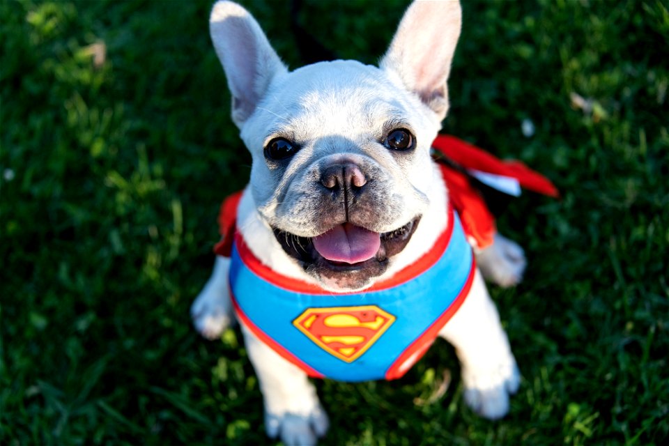 French Bulldog Animal