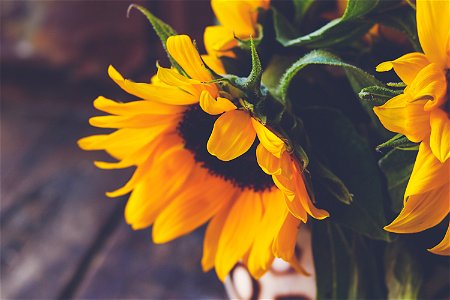 Sunflower Flower photo