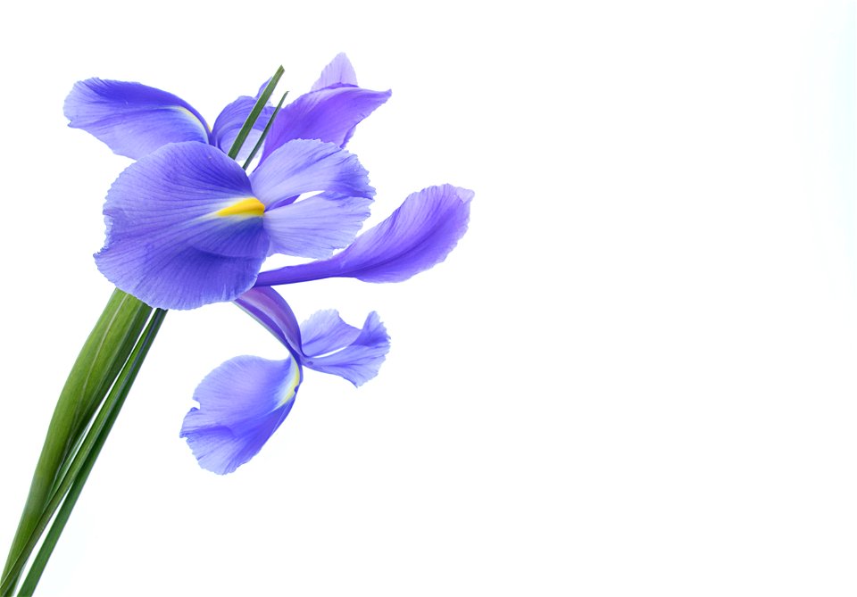 Iris Flower