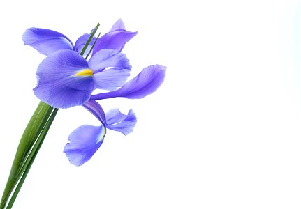 Iris Flower photo