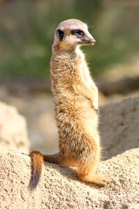 Meerkat zoo cute