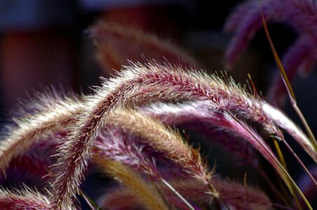 Ornamental foxtail backlighting
