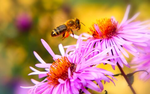 Apiformes nectar pollen