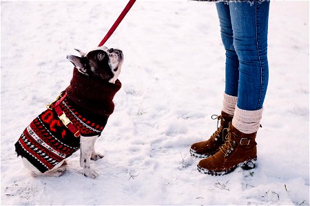 Legs Bulldog Snow photo