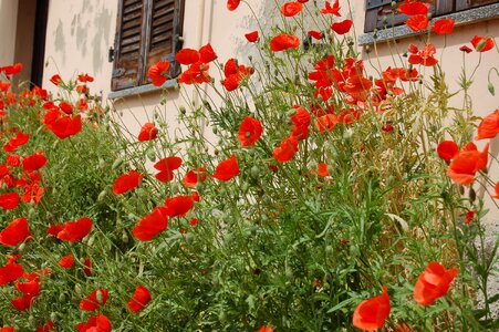 Poppies nature poppy red